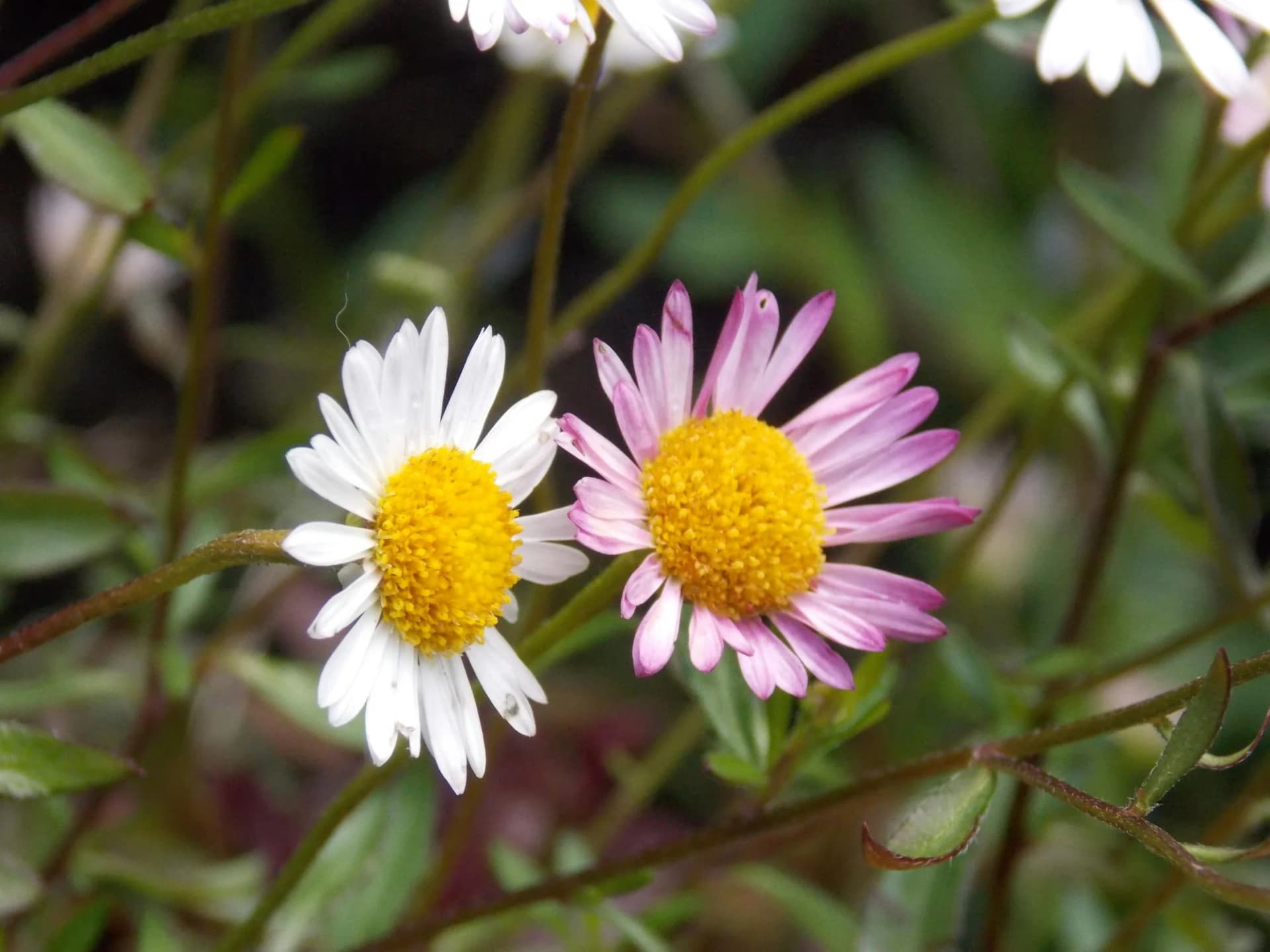 Micro-factory française Hexagon Padel